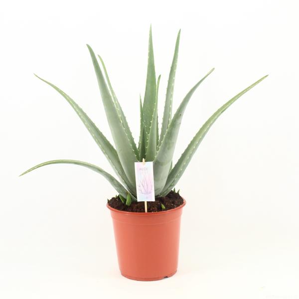 Aloe Vera P24 – Ø24cm – ↕70cm