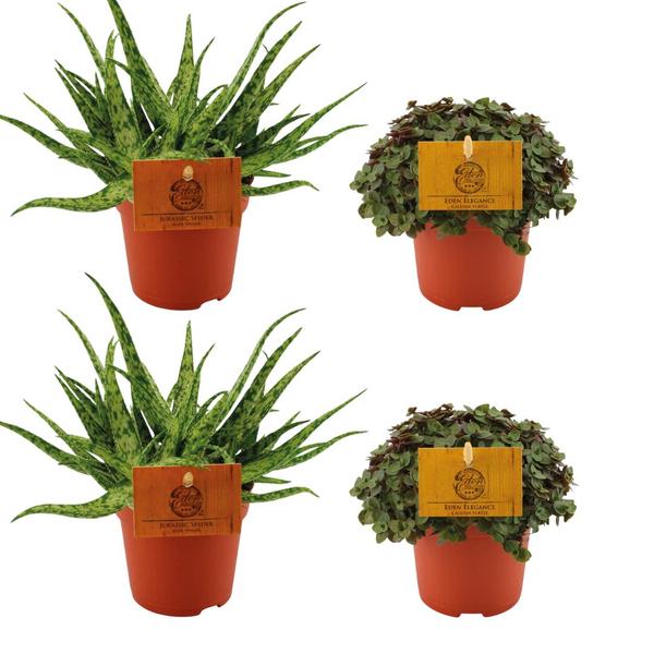 Droogbloemen boeket – Halloween – Droogboeket – 70 cm