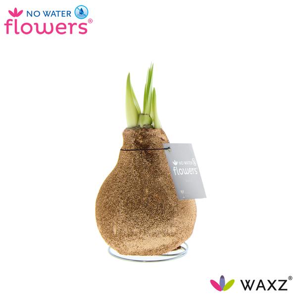 No Water Flowers Waxz Glitterz® Champagne – ↕15cm