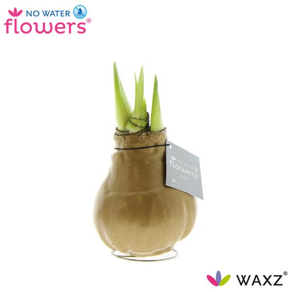 No Water Flowers Waxz® Metallic Gold – ↕15cm