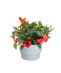 Gaultheria Pr. ‚Big Berry‘ – Ø10cm – ↕15cm + Pot Basic D11,5x9cm – Weiß