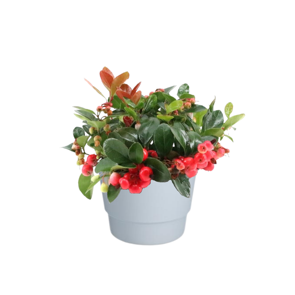 Gaultheria Pr. ‚Big Berry‘ – Ø10cm – ↕15cm + Pot Basic D11,5x9cm – Weiß