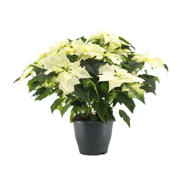 Poinsettia Alaska Wit – Ø21cm – ↕45cm