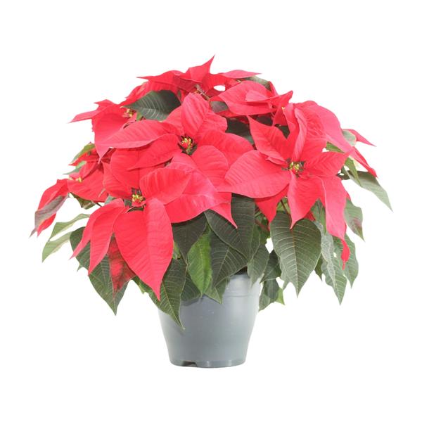 Poinsettia Xmas Feeling (rood) – Ø21cm – ↕50cm