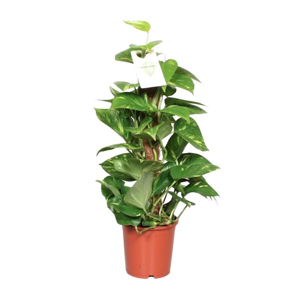 Epipremnum Pinnatum Mosstok 60cm Scindapsus – Ø15cm – ↕60cm