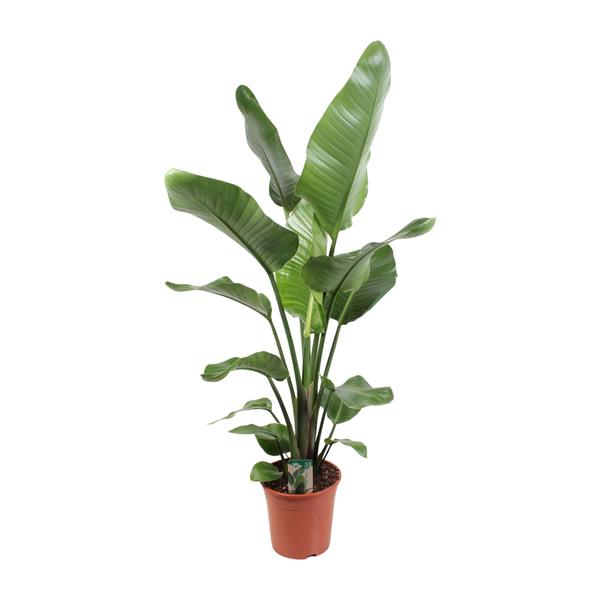 Strelitzia Nicolai 21 Cm – Ø21cm – ↕120cm