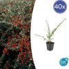 Cotoneaster suec. ‚Coral Beauty‘ – ↕10-25cm – Ø9cm – 40x