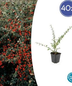 Cotoneaster suec. ‚Coral Beauty‘ – ↕10-25cm – Ø9cm – 40x