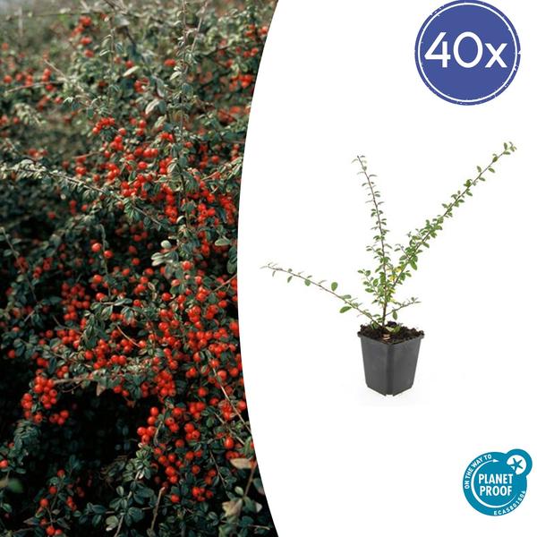 Cotoneaster suec. ‚Coral Beauty‘ – ↕10-25cm – Ø9cm – 40x