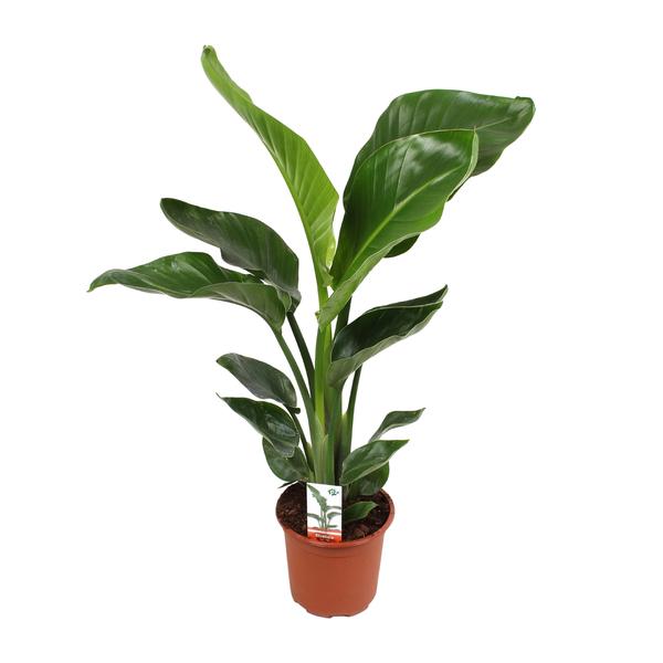 Strelitzia Nicolai 17 Cm – Ø17cm – ↕70cm