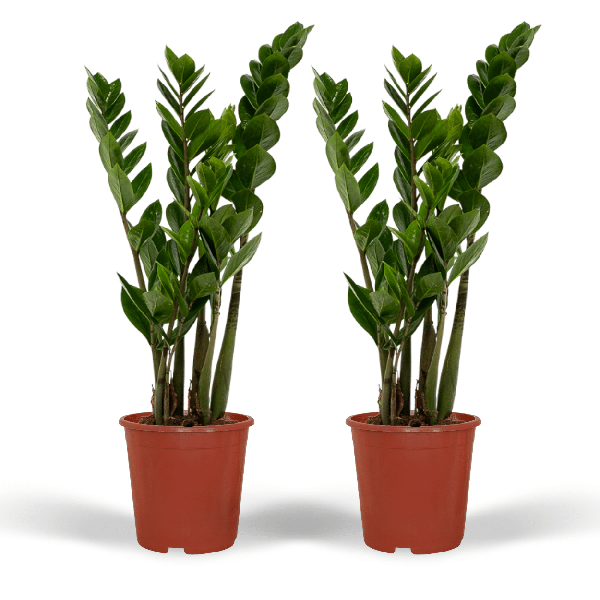 2x Zamioculcas Zamiifolia – Smaragdpalme – 50cm – ø14