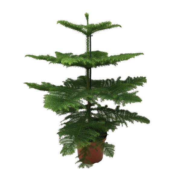 Araucaria – Ø21cm – ↕100cm