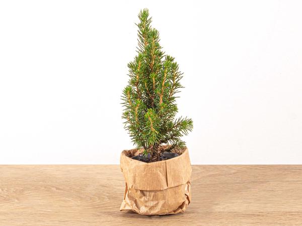 Baby Christmas tree – ↕15-20 cm – Ø 6 cm – Picea Glauca Perfecta