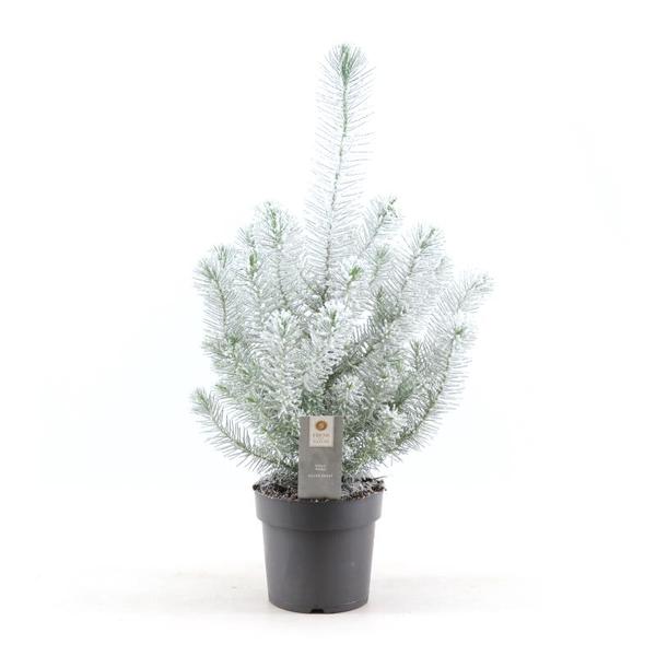 Pinus Pinea ‚Silver Crest‘ + Snow – Ø17cm – ↕50cm