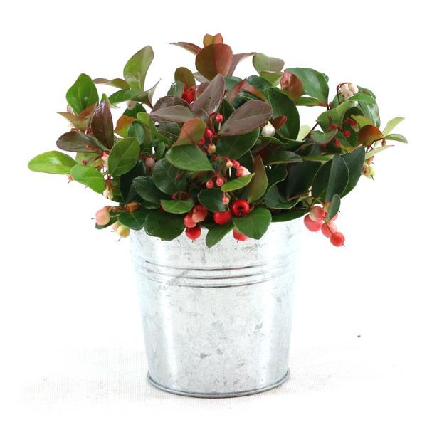 Gaultheria Pr. ‚Big Berry’® P10 In Zinc Old-Look – Ø12cm – ↕15cm