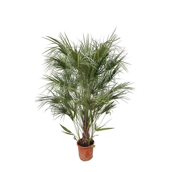 Chamaerops Humilis struik – 170cm- Ø30