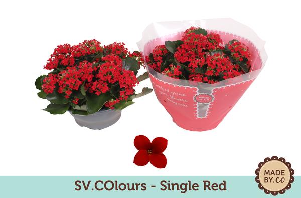 Kalanchoe Single Red – Ø23cm – ↕27cm