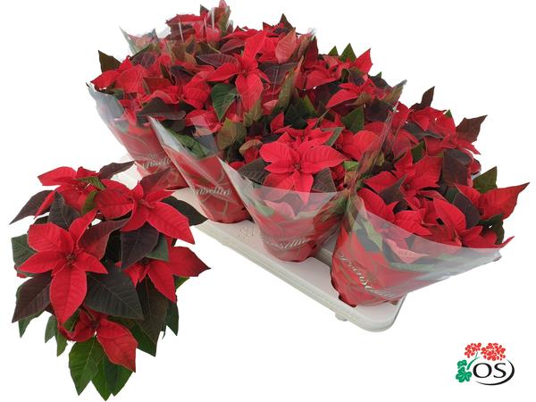 Euphorbia Princettia Vertakt Red – Ø10,5cm – ↕30cm