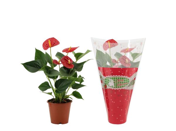 Anthurium Success Red In Christmas Sleeve – Ø12cm – ↕36cm