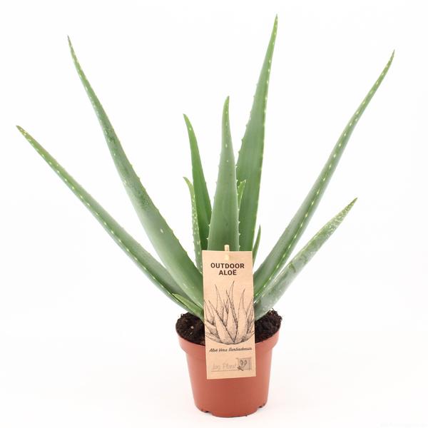 Aloe Vera P14 OUTDOOR – Ø14cm – ↕45cm