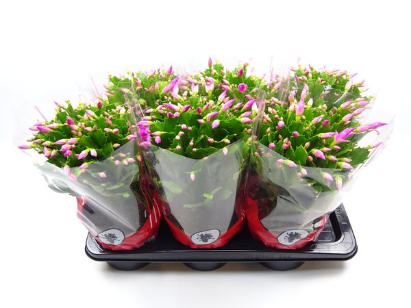 Schlumbergera 17 Cm Rose – Ø17cm – ↕35cm