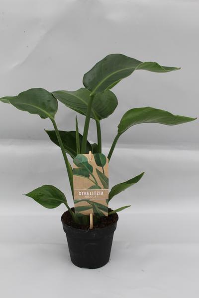 Strelitzia Nicolai P13 – Ø13cm – ↕35cm