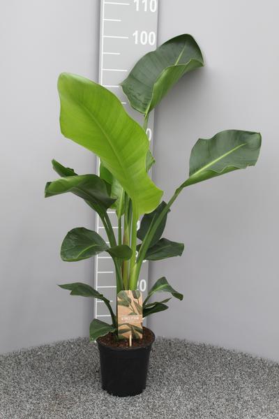 Strelitzia Nicolai P17 2pp – Ø17cm – ↕70cm