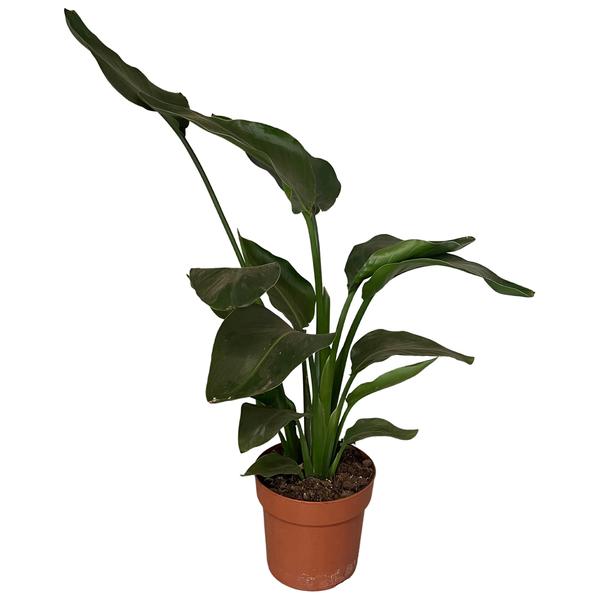 Strelitzia Nicolai 2pp – Ø17cm – ↕65cm