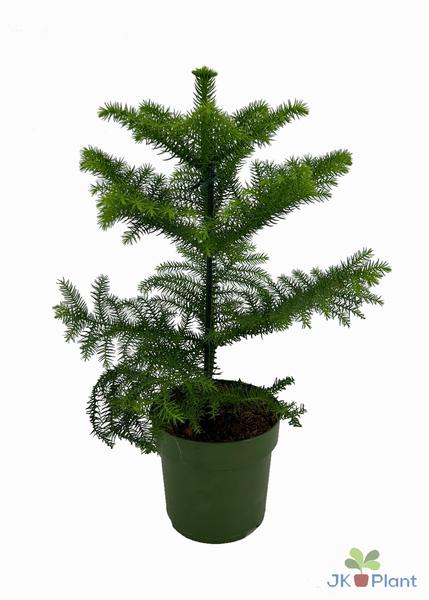 Araucaria – Ø14cm – ↕38cm