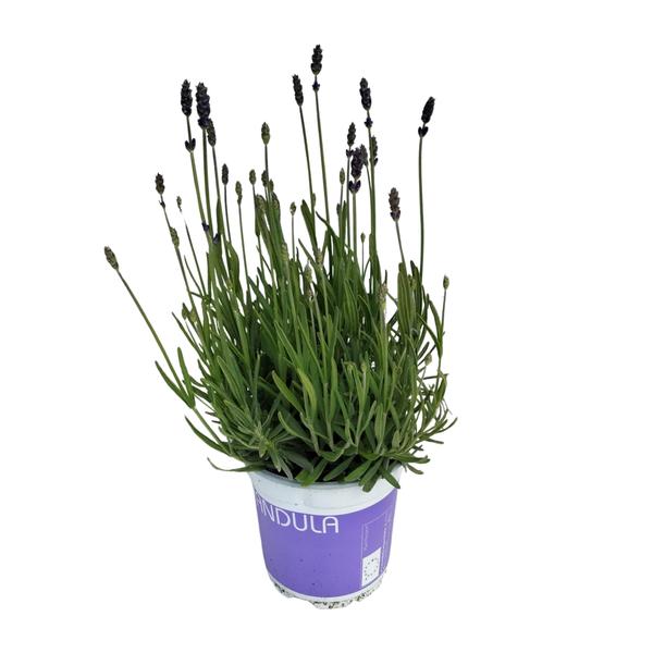 Lavendel Lavandula Hidcote Blue Blauw – Ø12cm – ↕20cm