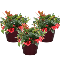 Gaultheria Pr. ‚Big Berry‘ + Pot Basic Bordeaux – 3 Stücke – Ø10cm – ↕15cm