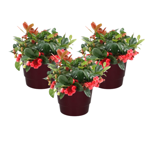 Gaultheria Pr. ‚Big Berry‘ + Pot Basic Bordeaux – 3 Stücke – Ø10cm – ↕15cm