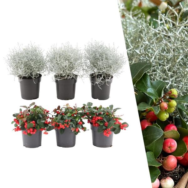 Winterwunderland mix set – 3 x Gaultheria + 3x Calocephalus – Ø 10 cm ↨ 15 cm