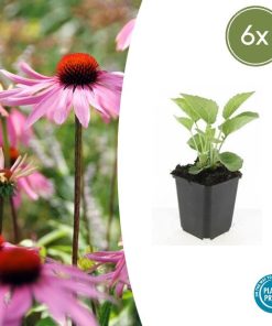 Echinacea p. ‚Magnus‘ – ↕10-25cm – Ø9cm – 6x