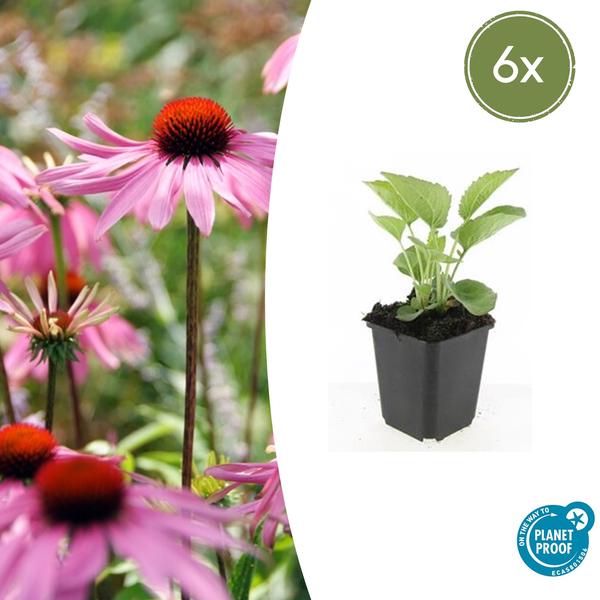 Echinacea p. ‚Magnus‘ – ↕10-25cm – Ø9cm – 6x