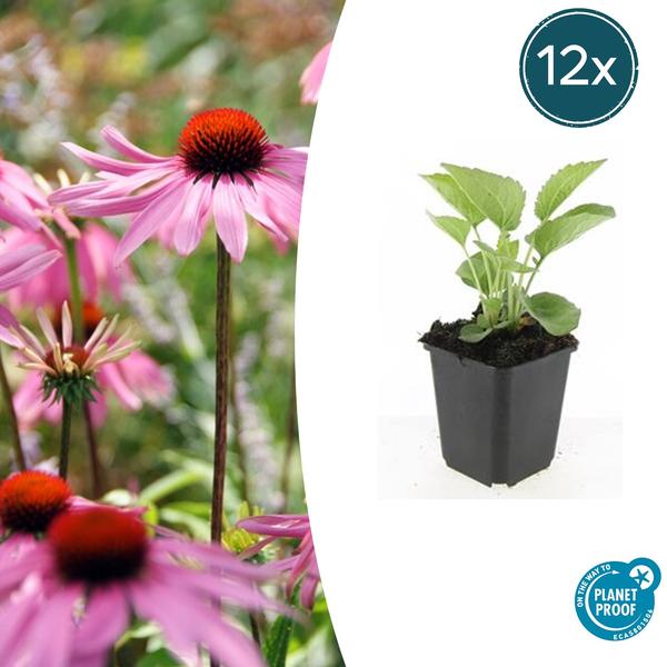 Echinacea p. ‚Magnus‘ – ↕10-25cm – Ø9cm – 12x