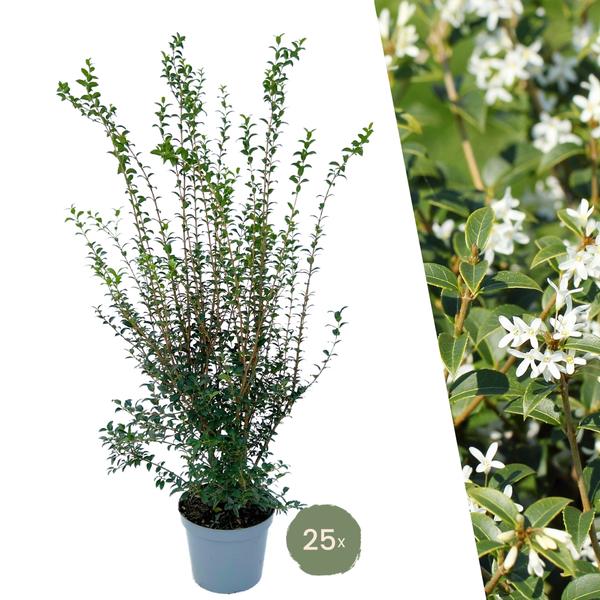 25 Große Burkwoods Duftblüte Pflanzen für 10 laufende Meter Hecken | ↨ 100-125 cm im 12 Liter Topf