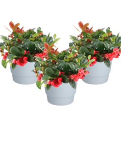 Gaultheria Pr. ‚Big Berry‘ + Pot Basic Weiß – 3 Stücke – Ø10cm – ↕15cm