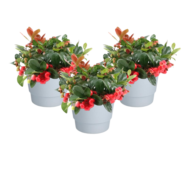 Gaultheria Pr. ‚Big Berry‘ + Pot Basic Weiß – 3 Stücke – Ø10cm – ↕15cm