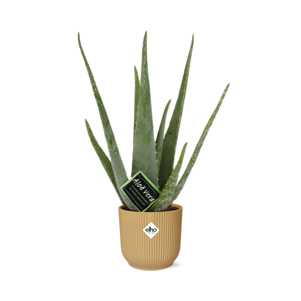 Aloe Vera 12cm in ELHO Vibes Fold 14cm geel