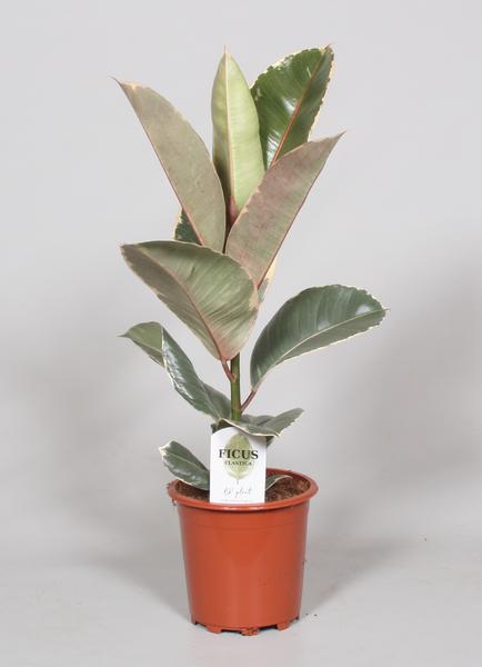 Ficus Elastica Tineke – Ø17cm – ↕60cm