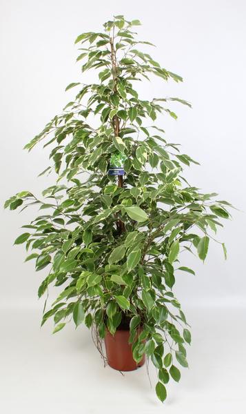 Ficus Benjamina Golden King 21 Cm – Ø21cm – ↕100cm