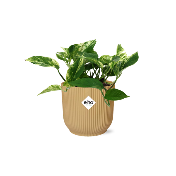 Scindapsus (Epipremnum) Marble Queen in ELHO Vibes Fold 14cm geel