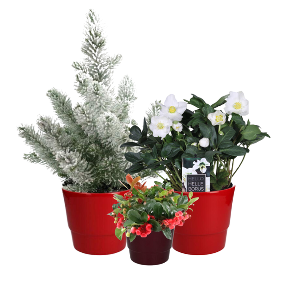 Weihnachtspflanzen Box – 3 Stücke – Ø10-17cm – ↕15-50cm