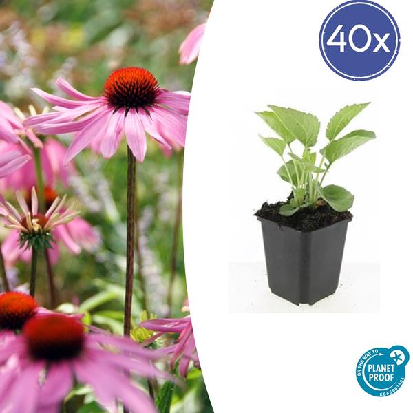 Echinacea p. ‚Magnus‘ – ↕10-25cm – Ø9cm – 40x