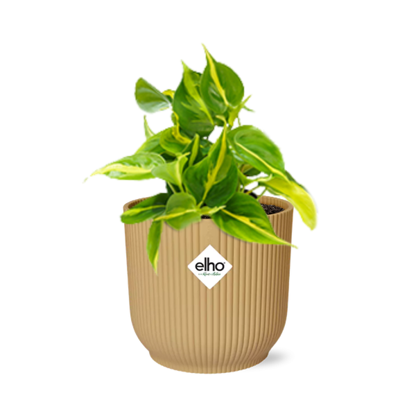 Philodendron Scandens ‘Brasil’ in ELHO Vibes Fold 14cm geel