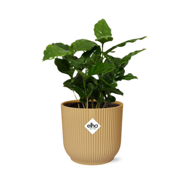 Coffea Arabica in ELHO Vibes Fold 14cm geel