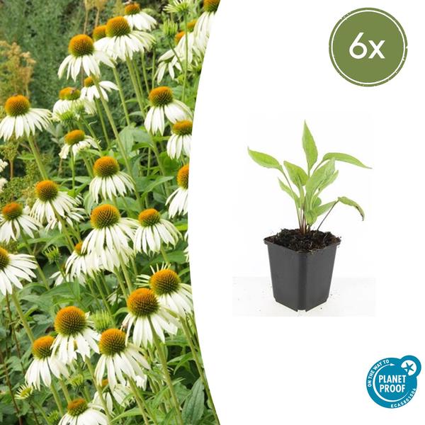 Echinacea p. ‚White Swan‘ – ↕10-25cm – Ø9cm – 6x