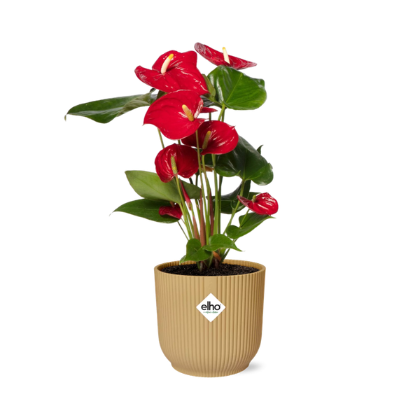 Anthurium Red 12cm in ELHO Vibes Fold 14cm geel