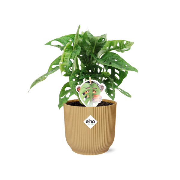 Monstera ‘Monkey Leaf’ in ELHO Vibes Fold 14cm geel